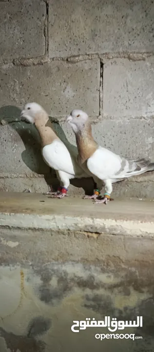 حمام لابيع