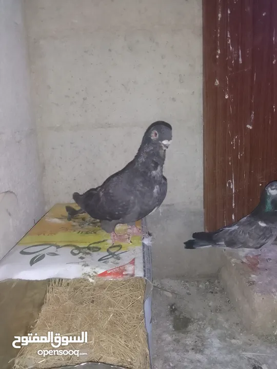 ثلث طواير للبيع