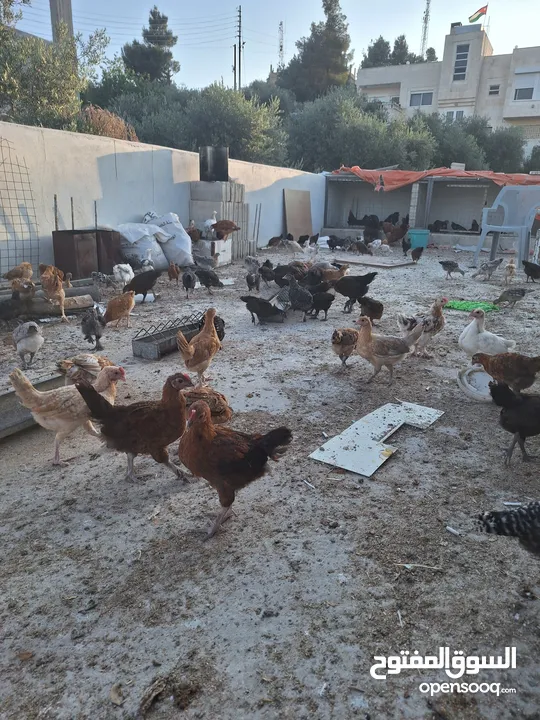 فراخ بلدي وبندوق براهما عمر شهرين ونص عددهم 150 تقريبا نسبه الفرخات تفوق 90%