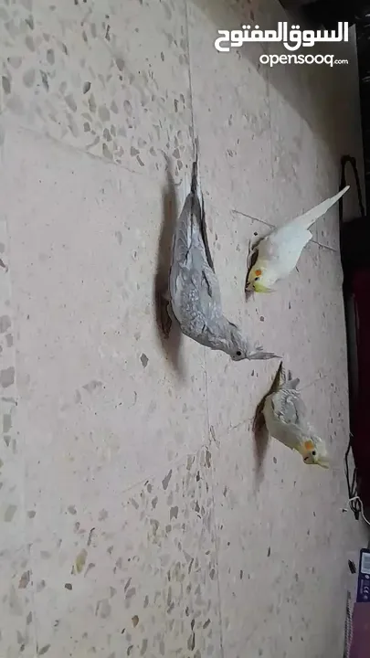 طيور كوكتيل مفطومات جديد