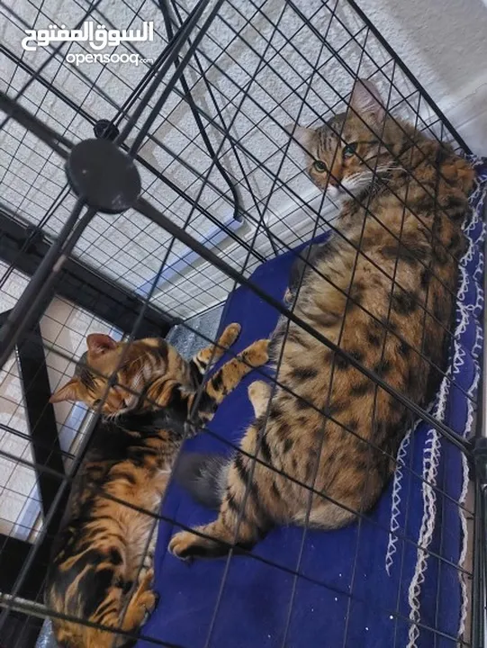 قطط بنغال كيتنز