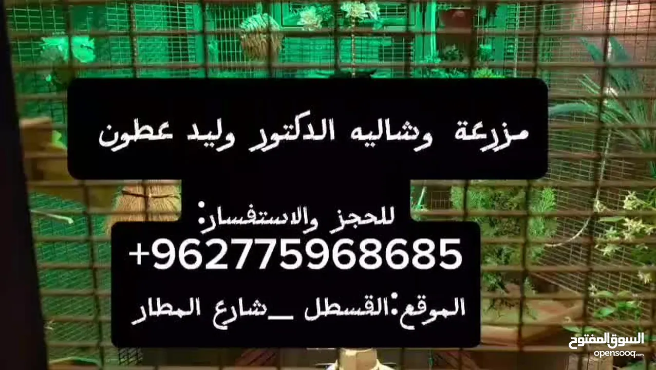 شاليه ومزرعه للايجار
