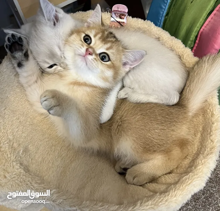 Golden Chinchilla Kitten - Playful and Friendly