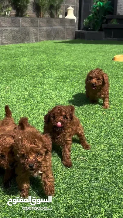Toy Poodle - Tea Cup  ( puppy ) - Female