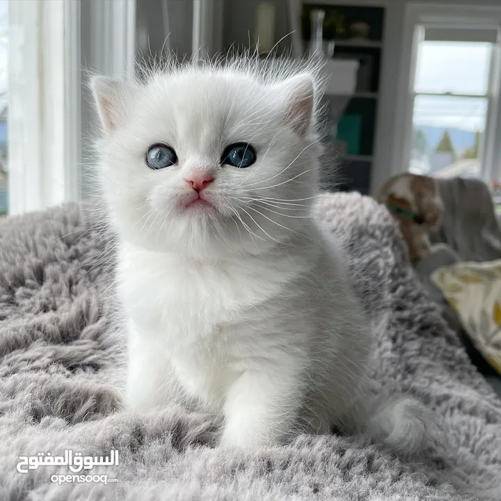 Scottish fold kittens for adoption