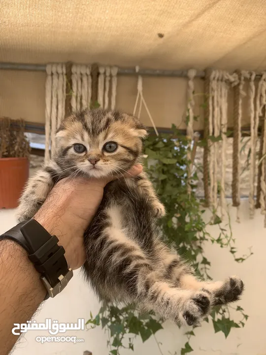 كتنز مكس سكوتش ستريت وبريتش فولد للبيع