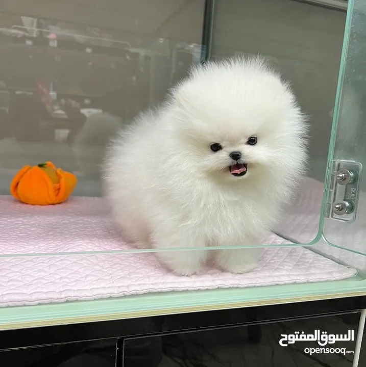 teacup pomeranian puppies