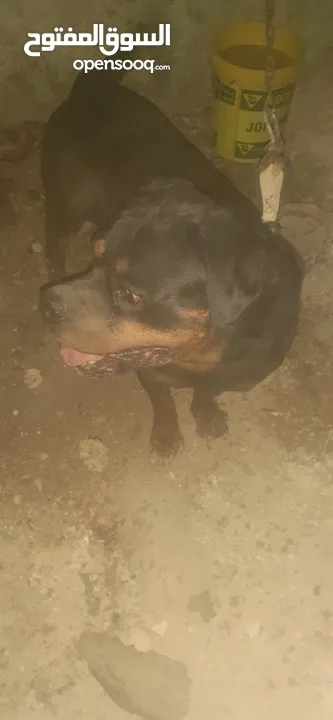 جوز كلاب روت ويلر ولانثى معشره