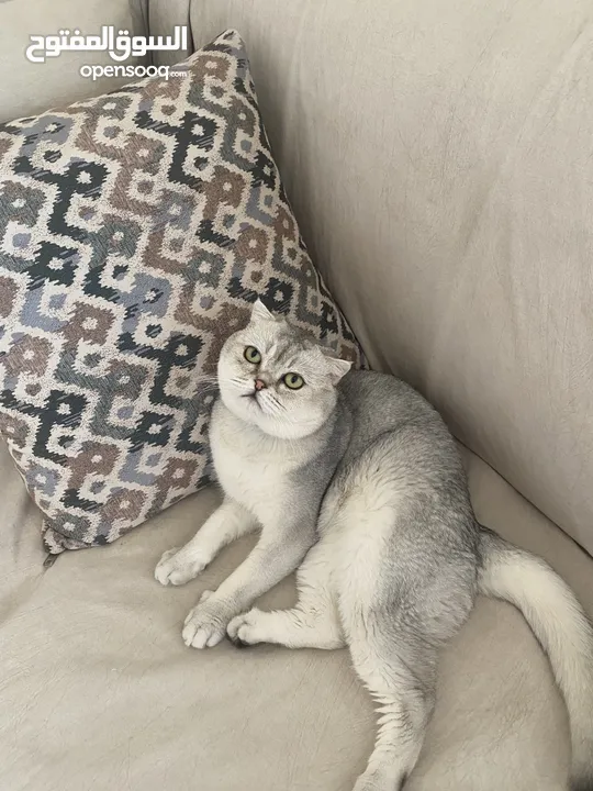 ذكر سكوتش فولد ابيض للتزاوج grey shaded
