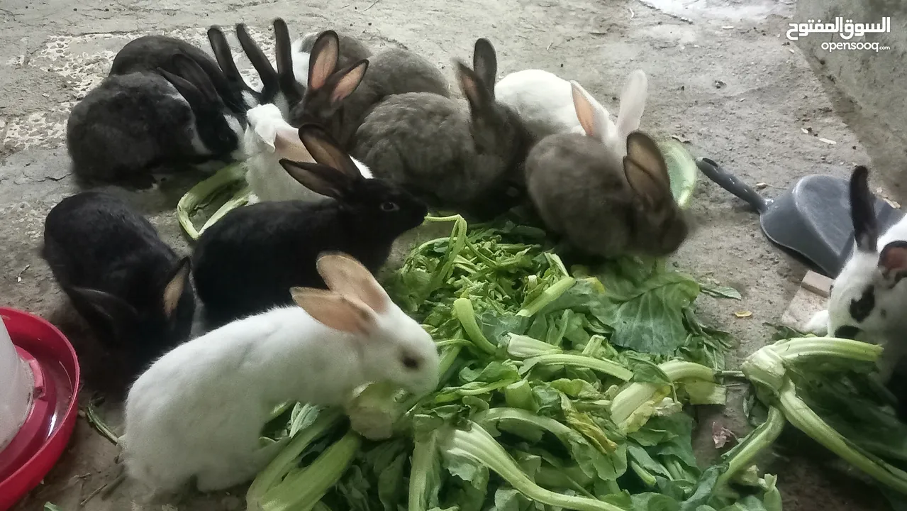 Rabbit   For Sell Holandi  150.Darhim each pm me more in fo