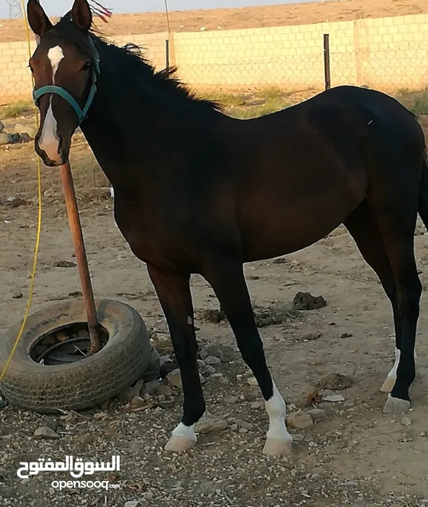 مهرة للبيع