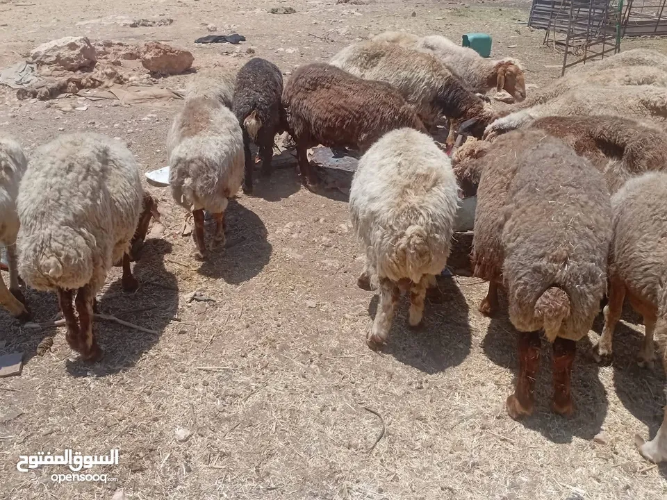 اضاحي العيد كل عام وانتم بخير