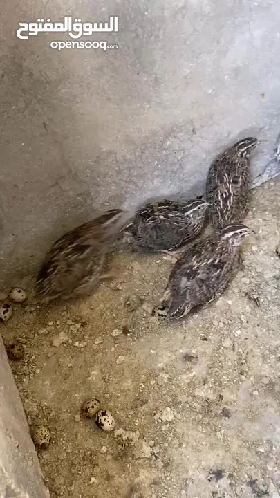 بيض فري طائر السمان سوبر جامبو