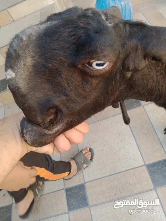 بسم الله ماشاء الله ثلاث عنزات شاميات