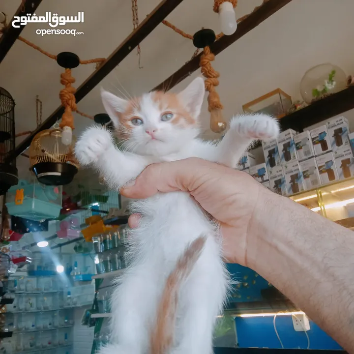 قطط لتبني بشروط