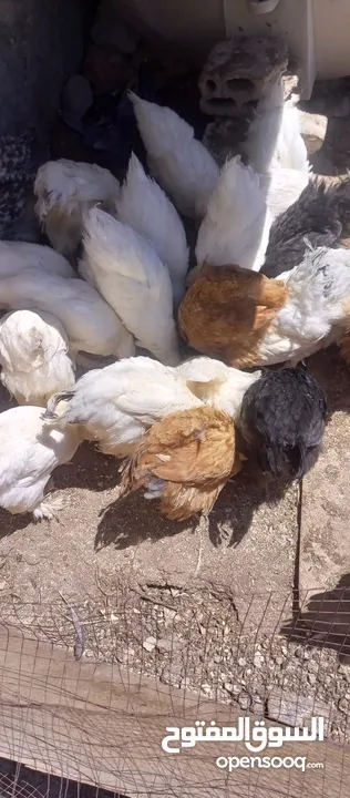 دجاج براهمي للبيع