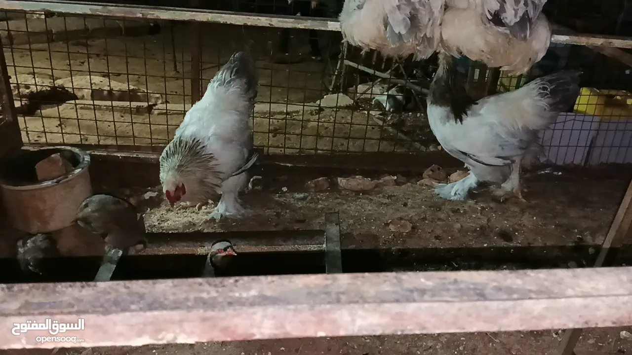 ديوك براهما بيور