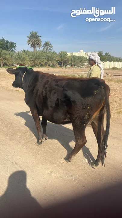 بقره جيرسي تريب سياره ماشآءالله