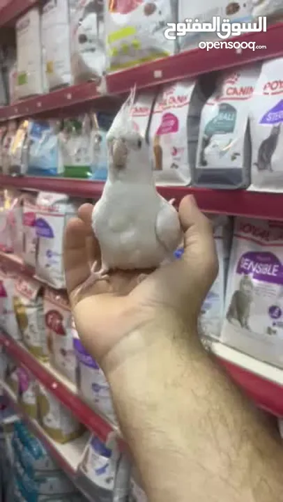 البينو كوكتيل أبيض جامبو أليف جدا