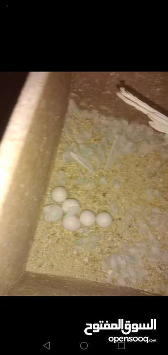 3 جواز حب شغالات مع بيض وفراخ مقفصات