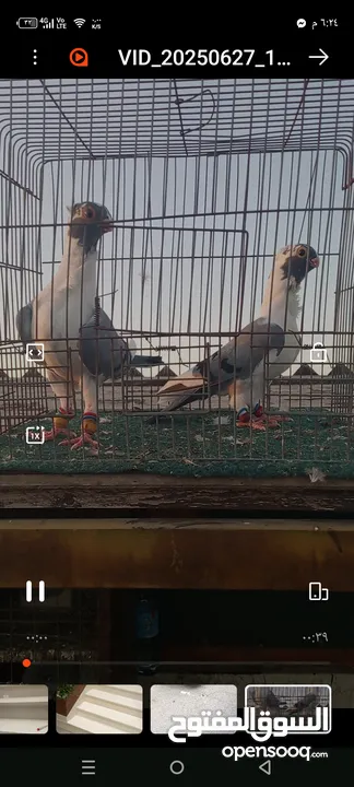 جوز فراخ اسطنابله  زرق وفرخ اسطنبولي احمر حبكين موجودات في الهاشمي الجنوبي