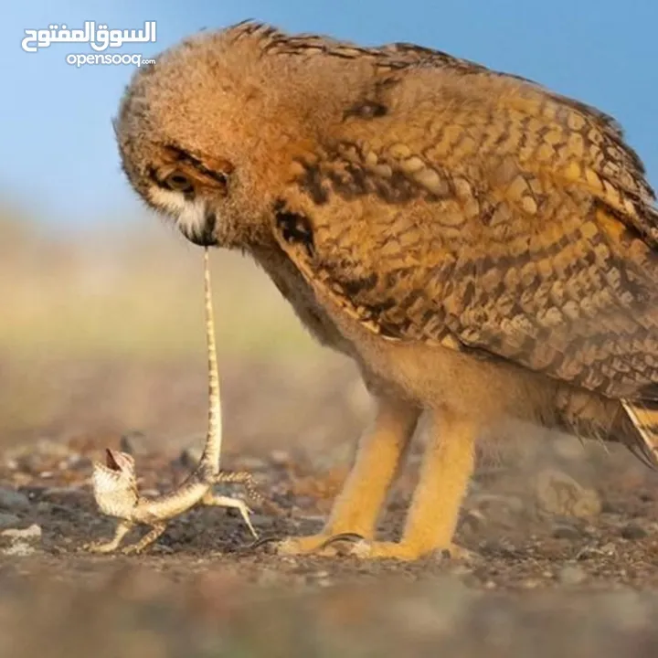 مطلوب جهاز للبدل على طيور. وددفع الفرق او للبدل للتواصل الرقم داخل التفاصيل واتساب