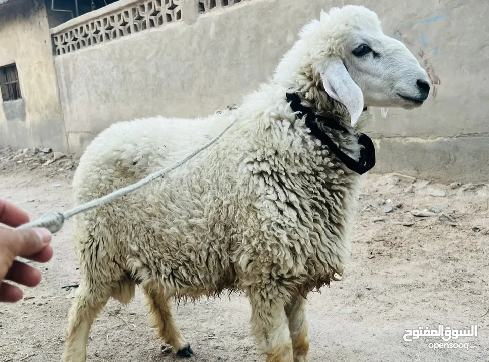 طليان وراجين شرط سمان وشرط مال بيت