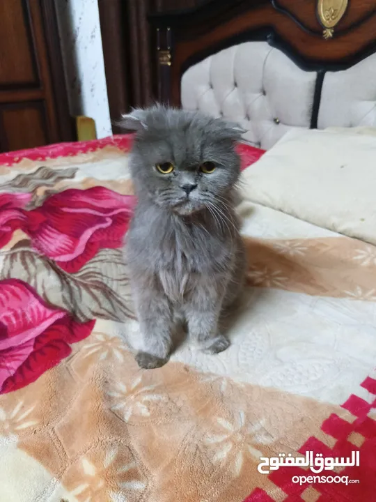 قطه سكوتش فولد لون سكني للبيع بسعر مغري جدا