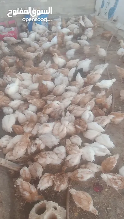 فراخ لوهمان براون العدد 300للبيع