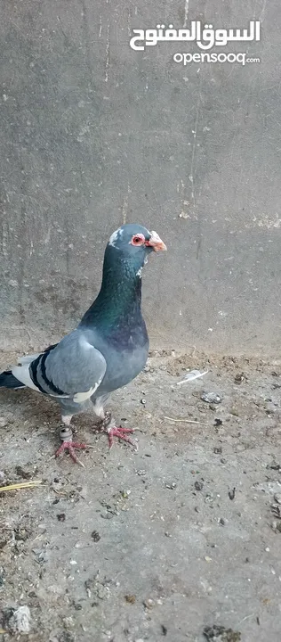 حمام بسعررر حررق