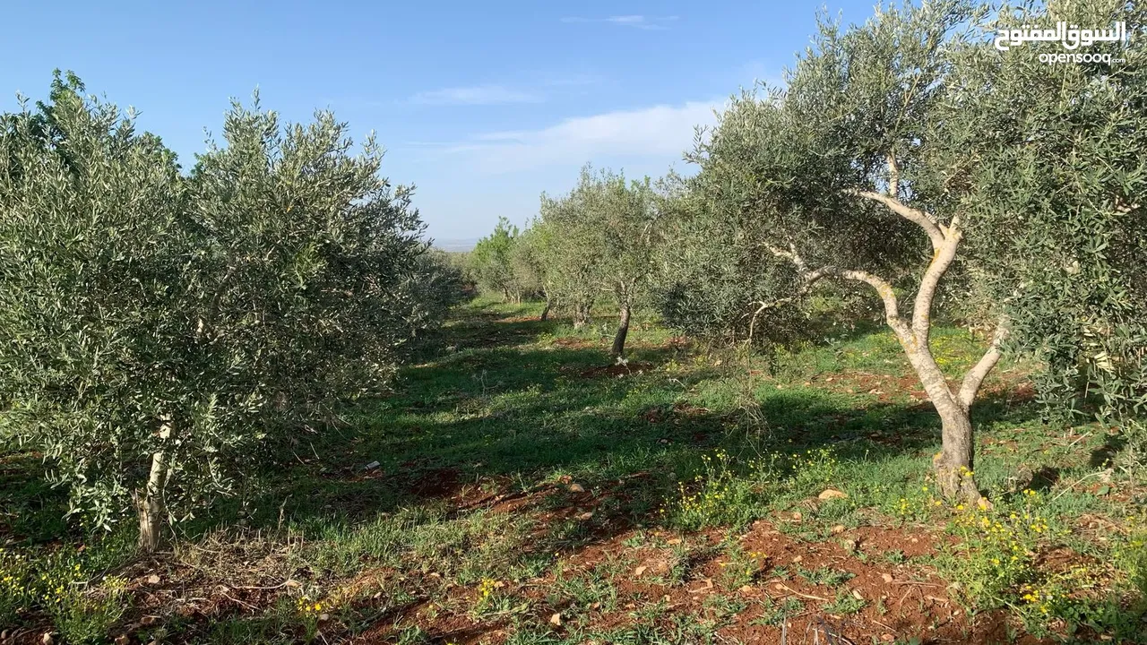 مزرعه للبيع مزروعه ومنتجه جاهزه  من المالك مباشره أراضي بني كنانه القصفه
