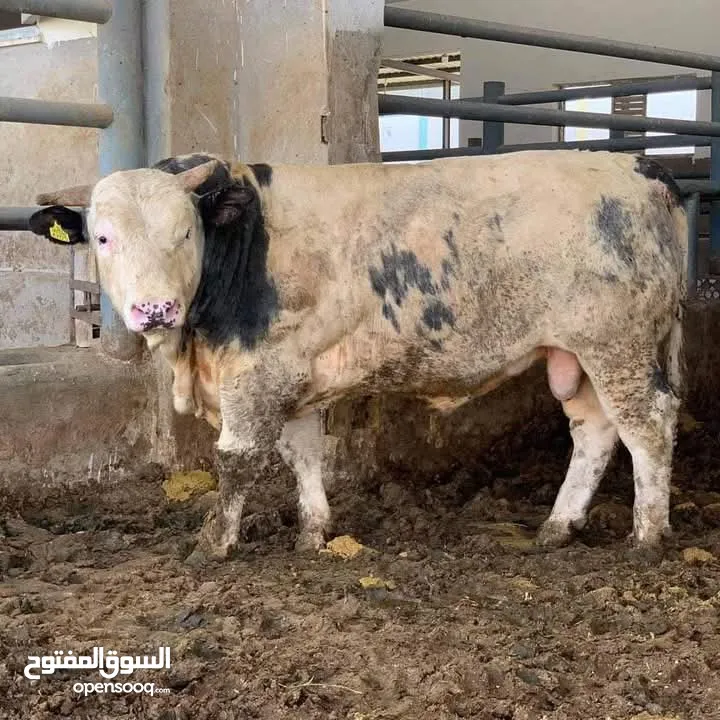 اغنام للبيع