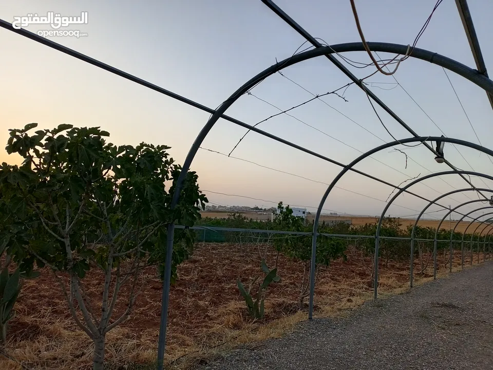 ارض للبيع في الجنوب