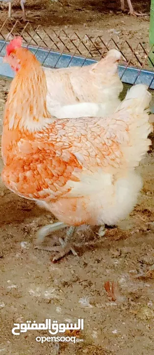 متاح صيصان لوهمان اصلي