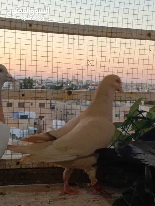 تشكيلة حمام مع جوز انجليزيات صفر نخب