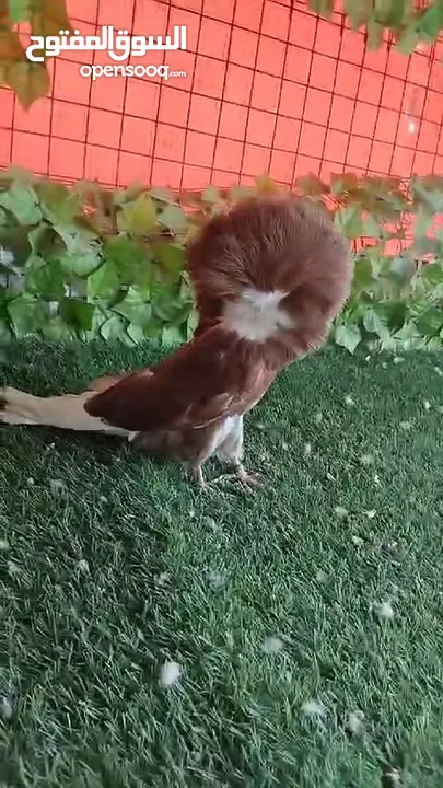فحول مطير وزق
