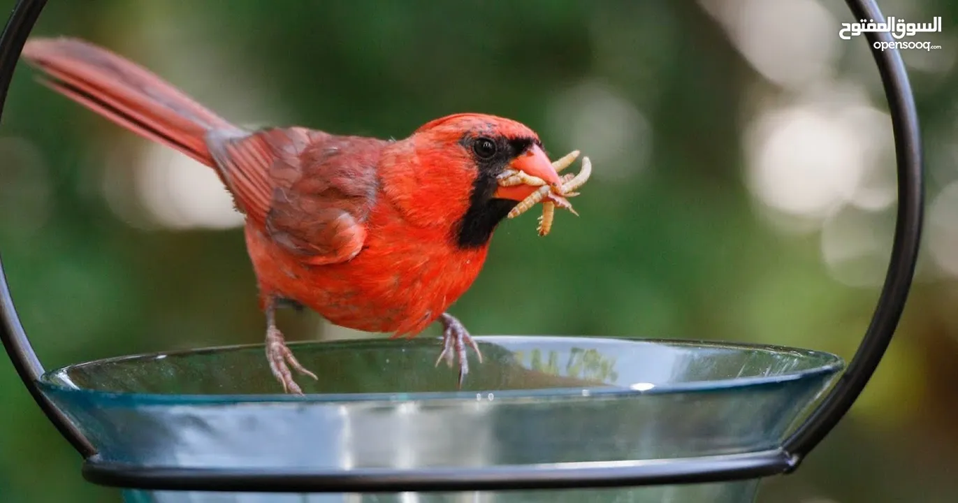 دود قبابي _ميل ورم _ Mealworm