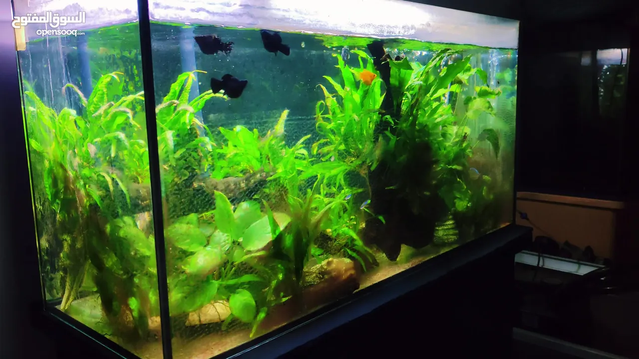 Aquarium with Live Plants, Driftwood, Canister Filter, Light, and Auto-Feeder for Sale