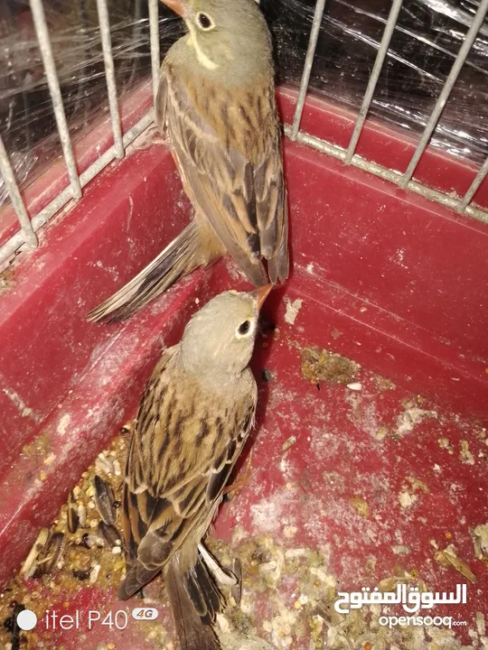 حسون الشعير