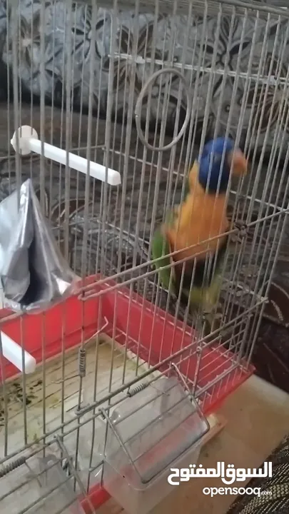 ببغاء لوري وكروان وحب للبيع بسعر حررق اقرء الوصف جيدااا