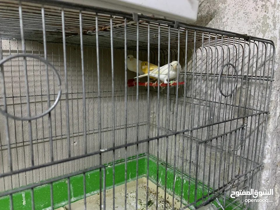 طيور كنار للبيع