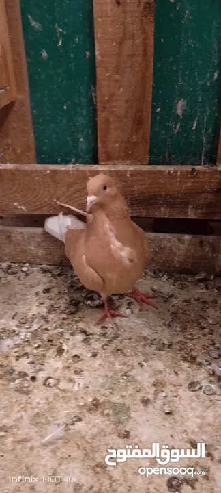 حمام مشكل للبيع