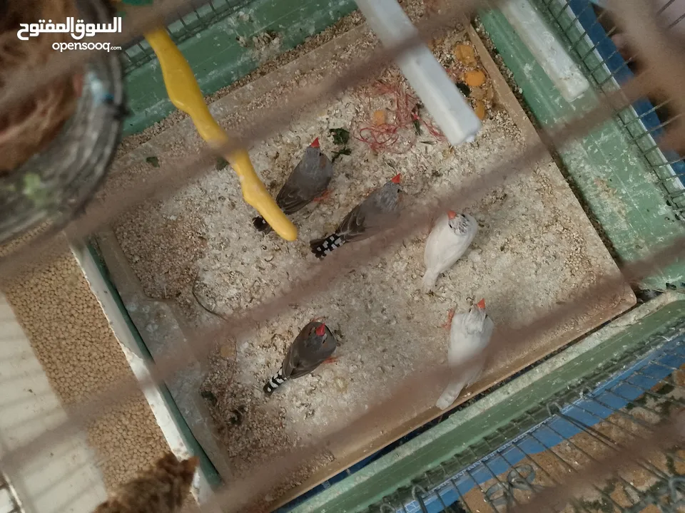 طيور فنقز للبيع