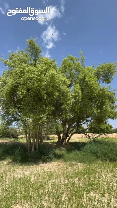 بداية زهور شجرة السدر وفوائد عسل السدر