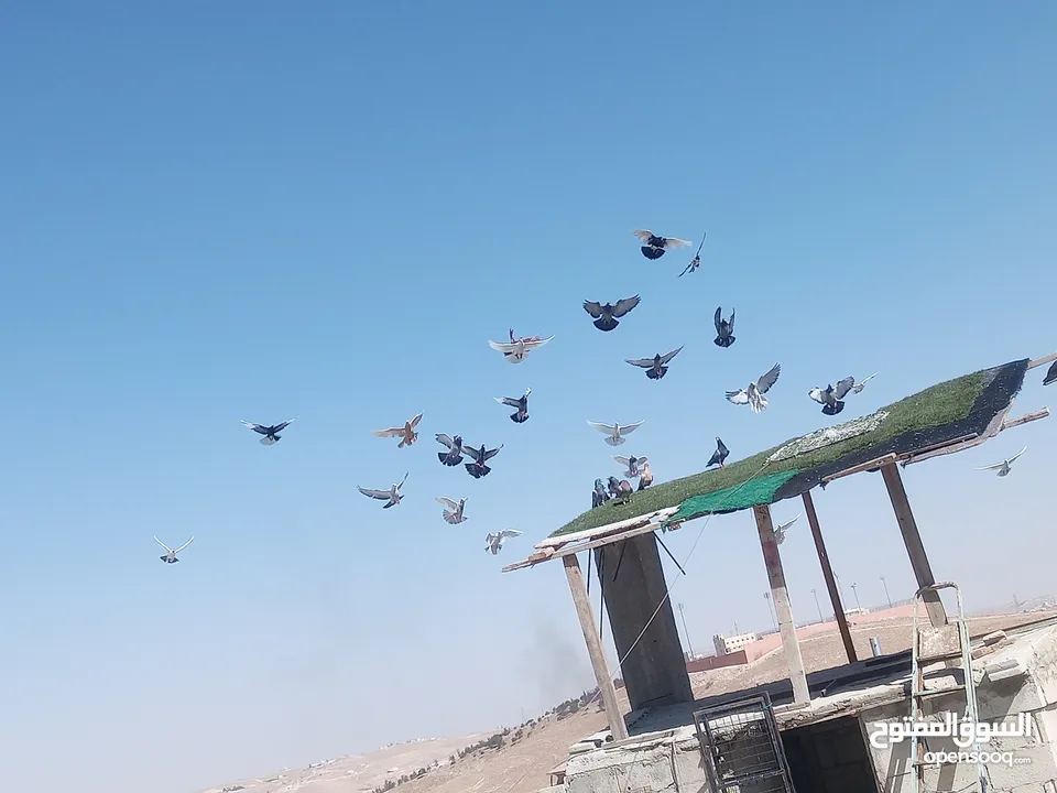 حمام كش وزق حمام حلوه للبيع سعر مغري سبب  محتاج مصاري عشان اعيد من الاخر يعني