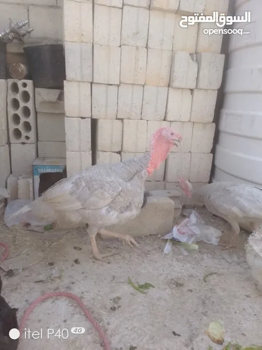 طقم حبش ازرق المنيوم شغلات للبيع      . Siuuuuuuuu  ⢠⣶⣾⣷⣦⡀⠀⣤⣤⣤⣤⣄⠀⣤⣤⣤⣤⣤⣤⣤ ⣾⣿⠁⢸⣿⣧⠀⣿⣿⠉⠹⣿⣆⠉⠉⠉⠉⣿⣿⠟ ⣿⣿⠀⠘⠛⠛