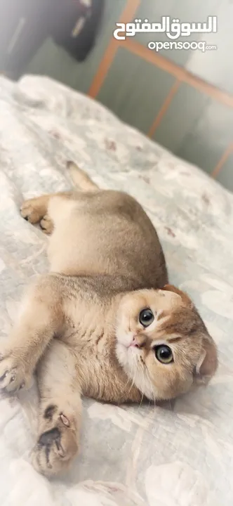 Scottish fold