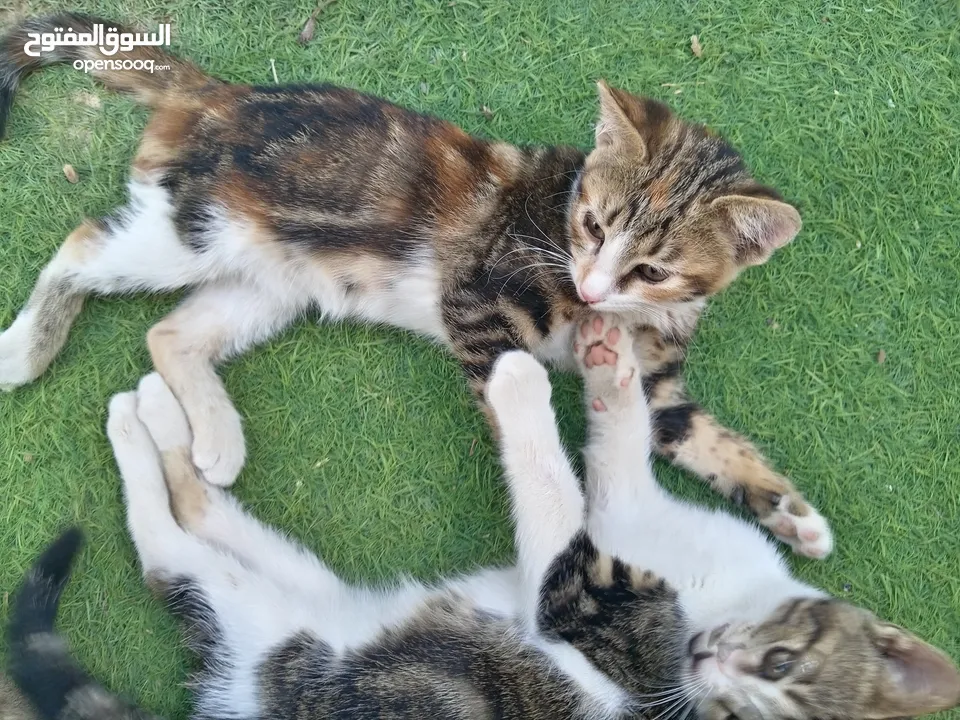 قطط أناثي للبيع
