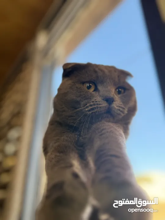 قط Scottish Fold للبيع بسعر مميز