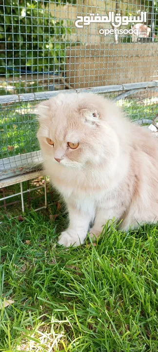 male scottish cream long hair